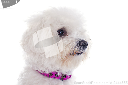 Image of bichon frise