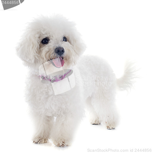 Image of bichon frise