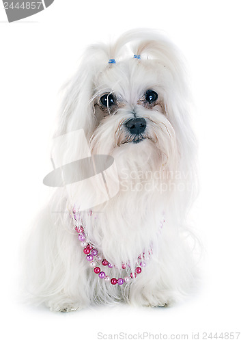 Image of maltese dog