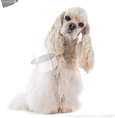 Image of american cocker spaniel