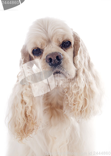 Image of american cocker spaniel