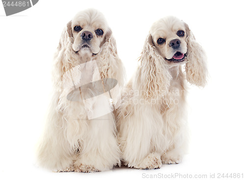 Image of american cocker spaniels