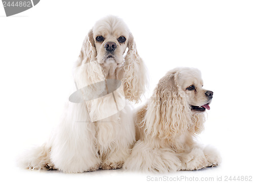 Image of american cocker spaniels