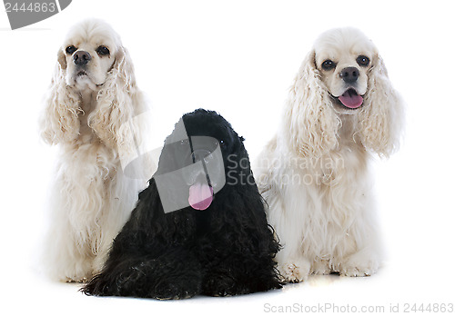 Image of three american cocker spaniel