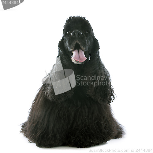 Image of old american cocker spaniel