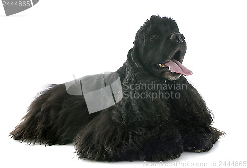 Image of american cocker spaniel