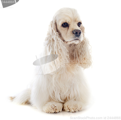 Image of american cocker spaniel