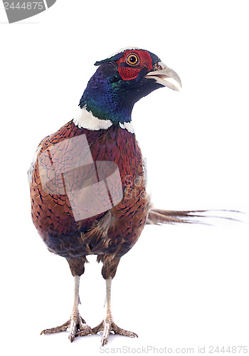 Image of male pheasant