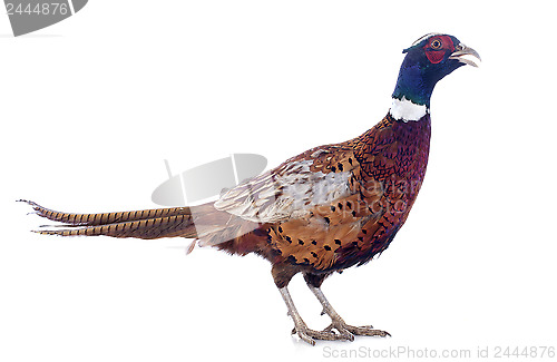 Image of male pheasant