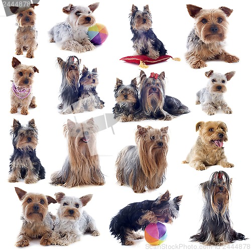 Image of yorkshire terriers