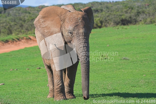 Image of Lonesome elephant