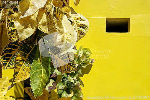 Image of Yellow leafs on yellow background 