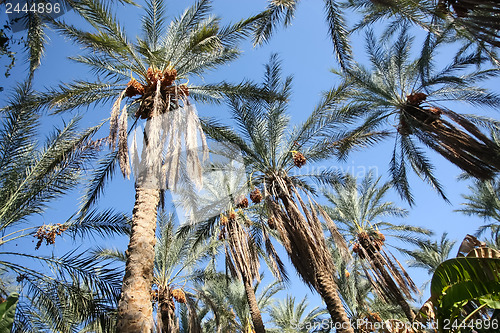 Image of 	Dates palms forest