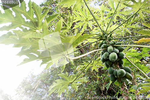 Image of Coconut tree 