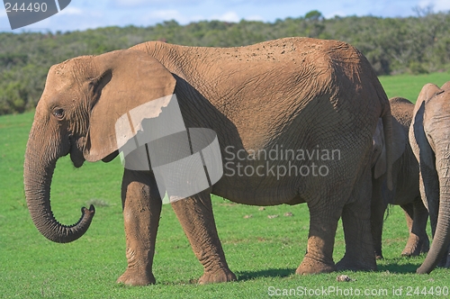 Image of Elephant