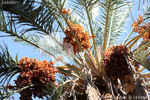 Image of 	Dates fruits