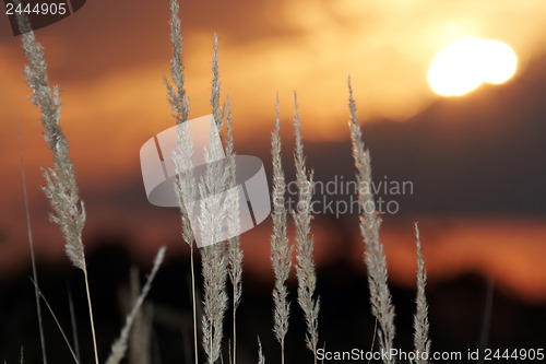 Image of The grass at sunset 