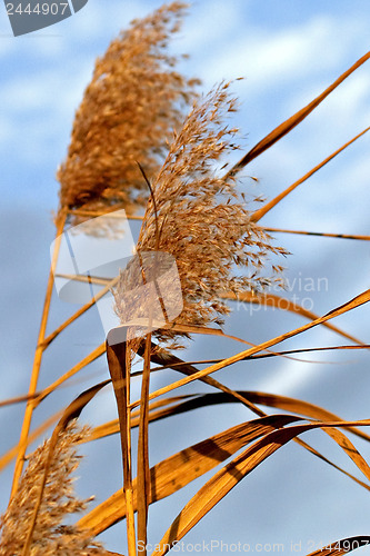 Image of Reed 