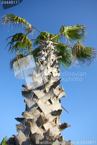 Image of 	Corny palm tree