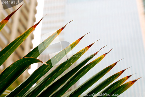 Image of Palm leafs 