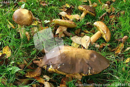Image of Five Boletus in the grass 