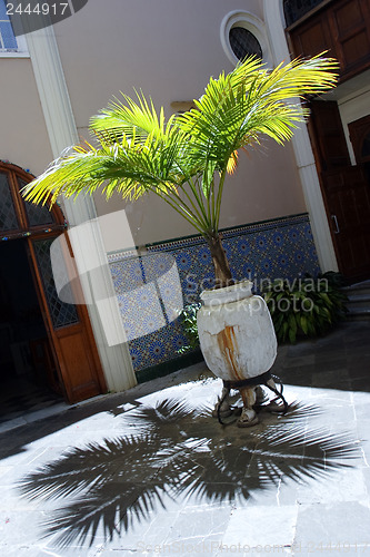 Image of Yang palm tree 