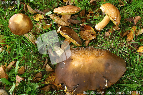 Image of Boletus on a meadow 