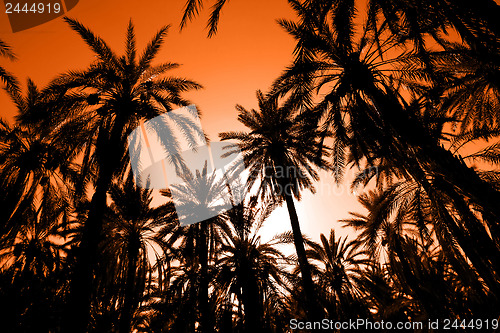 Image of 	Sunset in dates palm forest