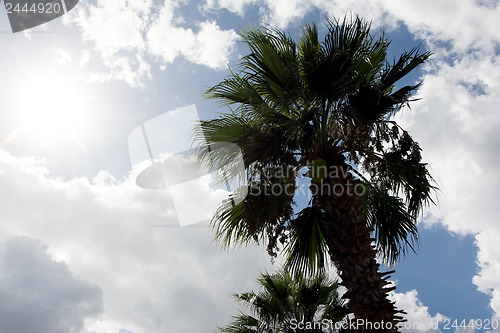 Image of 	Palm with sun