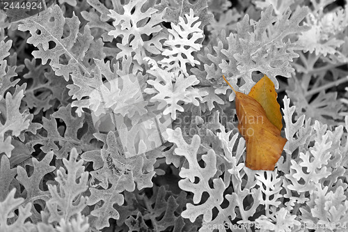 Image of Yellow leaf on the bush 