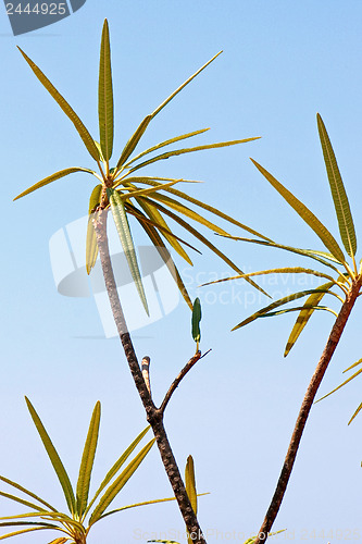 Image of Palm