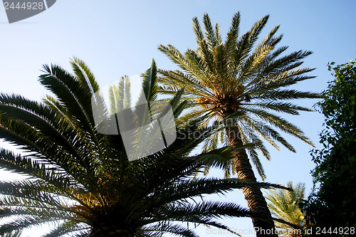 Image of 	Palm trees