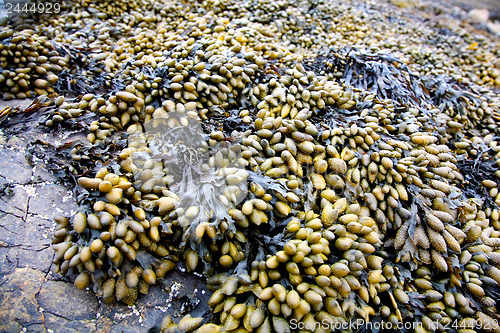 Image of Seaweed