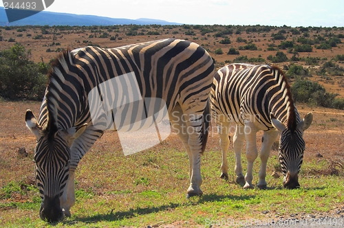 Image of Twin Zebras