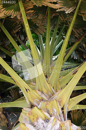 Image of Palm from down below 