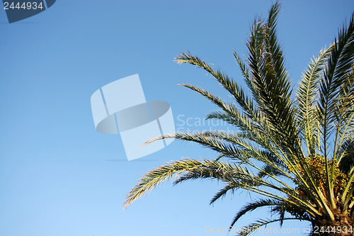 Image of 	Dates palm