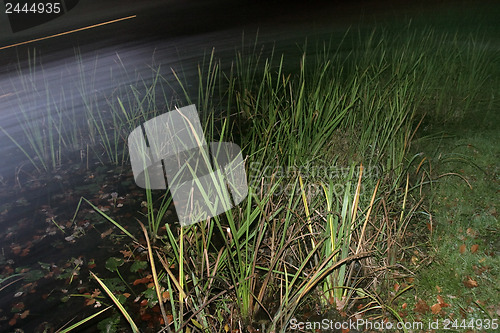 Image of The grass in the lake 