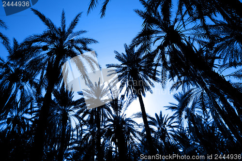 Image of Silhouette of dates palm forest