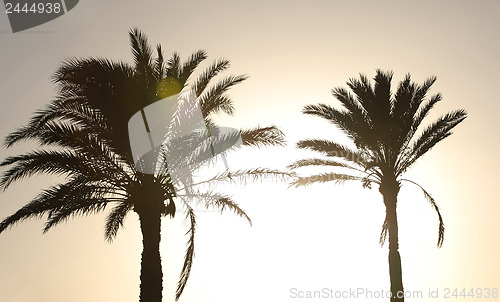 Image of 	Sunset with palm trees