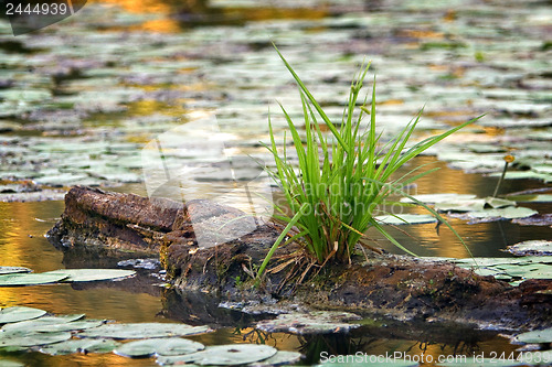 Image of Shrub grass on rotten wood 