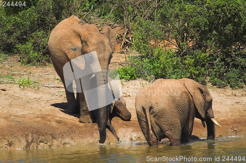Image of Afternoon Dip