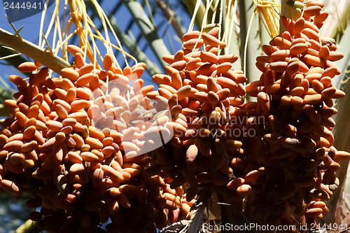 Image of Close up of dates fruits