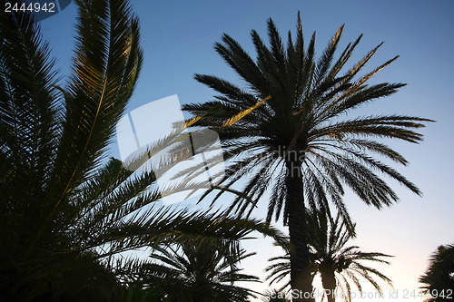 Image of 	Palm trees in the sunset