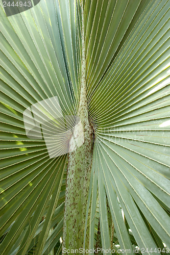 Image of Center of palm tree