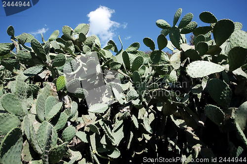 Image of 	Cactus bush