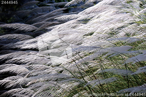 Image of Bushes of white grass 