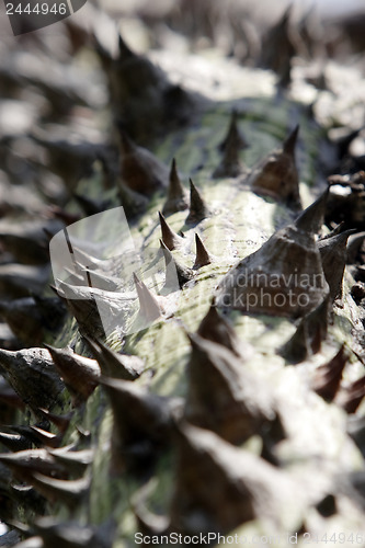 Image of Prickly thorn tree 