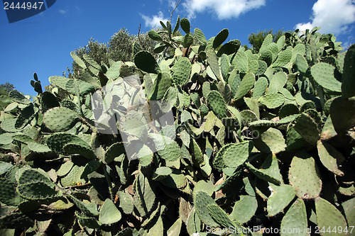 Image of 	Cactus