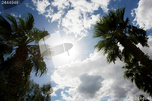 Image of 	Sunny sky with palms