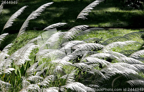 Image of White grass 